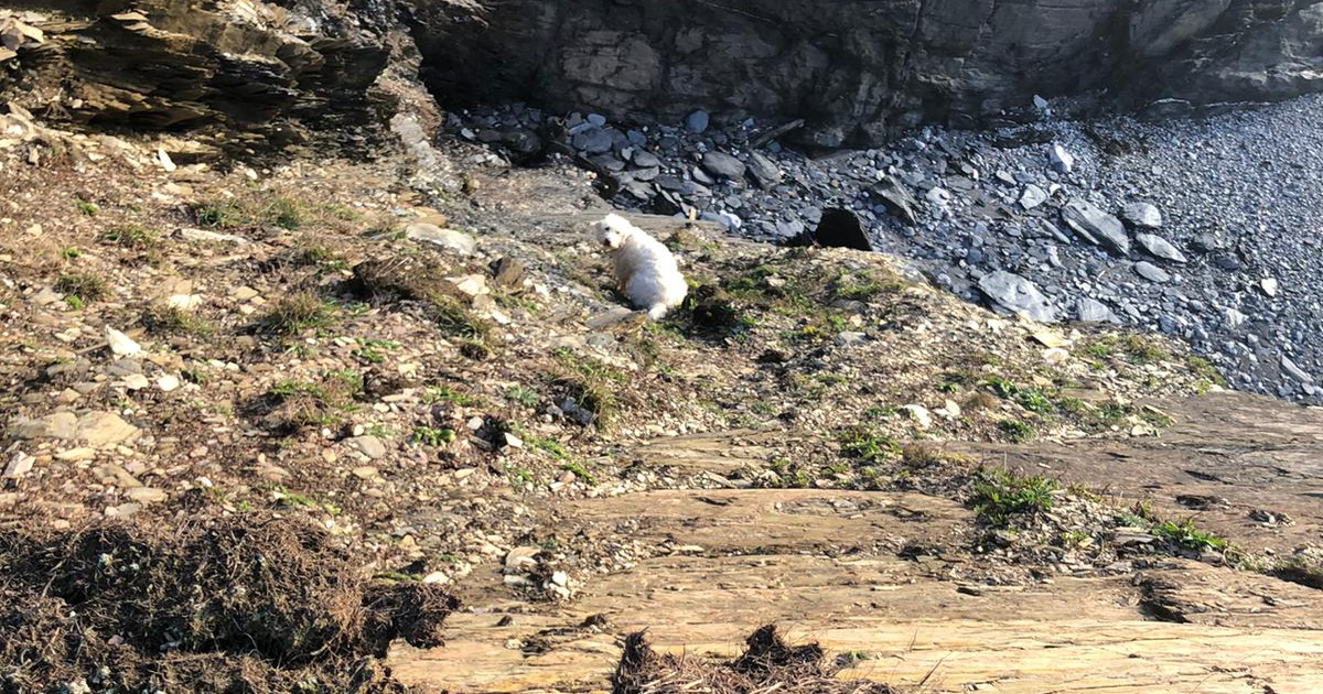 Dog rescued after going over the cliff - South Devon News | SouthHams.com