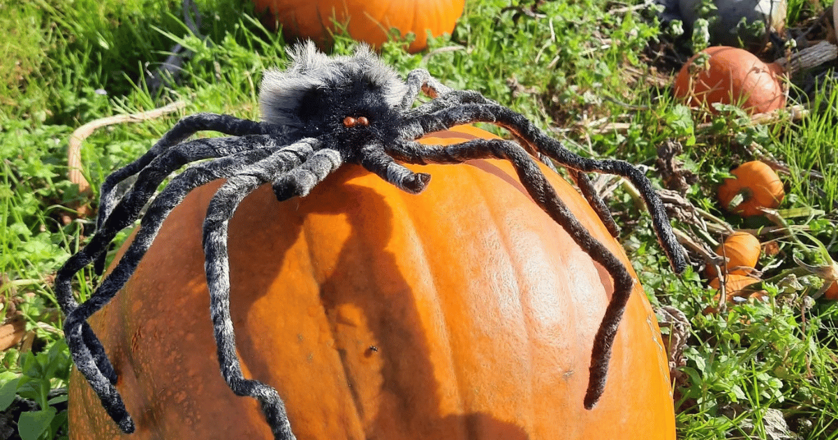 South Devon Pumpkin Patch has come to an end