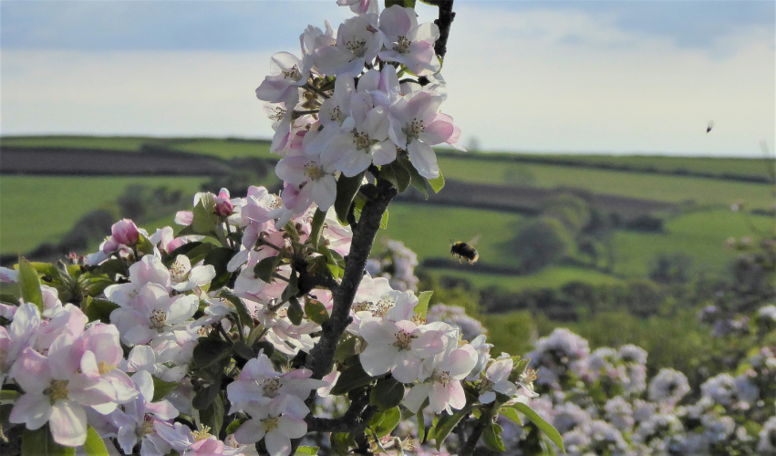 Orchard Blossom Day at Dittiscombe Orchard Blossom Day at Dittiscombe